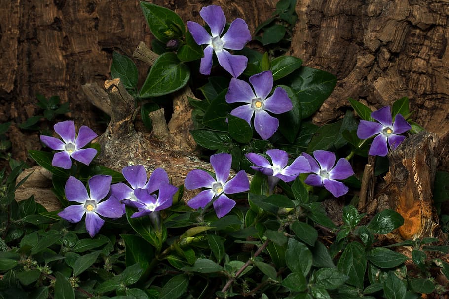 moth flowers, vinca minor, spring, the small evergreen, ground cover, HD wallpaper