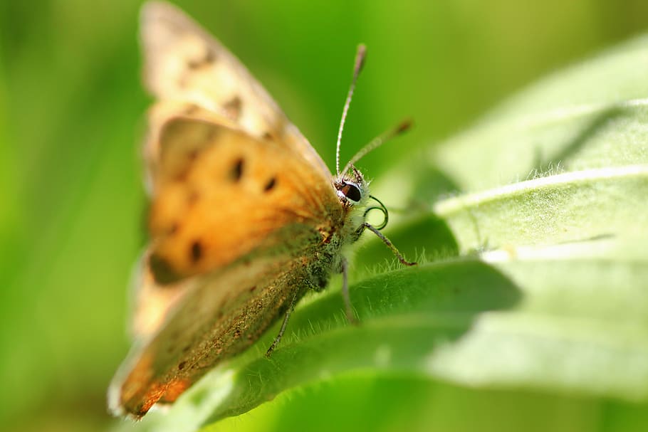 small fire falter, butterfly, summer, butterflies, insect, common blue, HD wallpaper