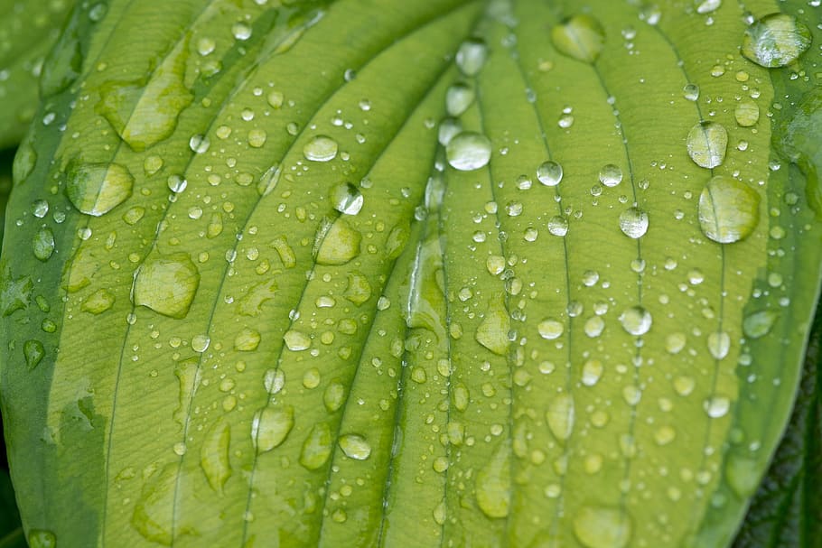 close-up photography of green leaf plant at daytime, leaf veins HD wallpaper