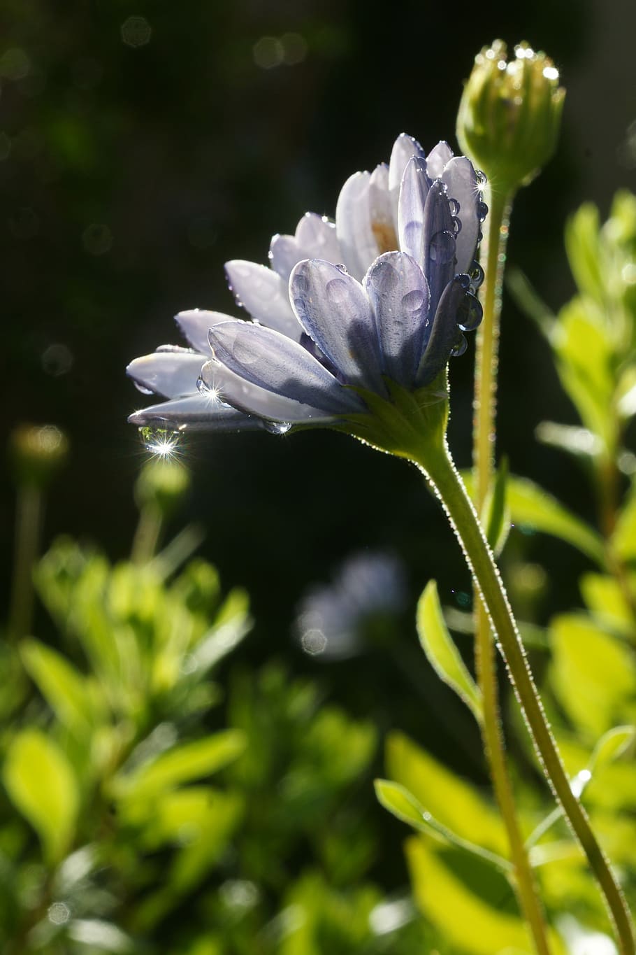 nature, flower, flora, leaf, spring, drops, water, dew, morning HD wallpaper
