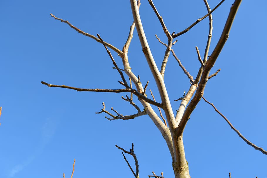 bare tree, winter, blue sky, aesthetic, branches, nature, cold HD wallpaper