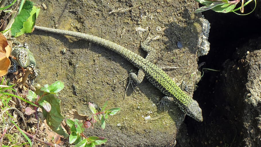 reptile, lizard, shiny, insect eater, animal, rock, stone walls HD wallpaper