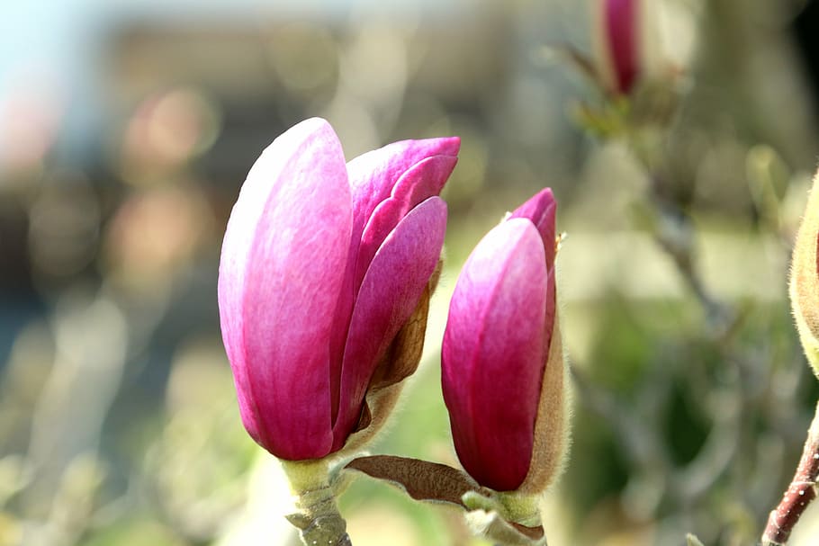 blossom, bloom, tree, magnolia, spring, frühlingsblüher, pink HD wallpaper