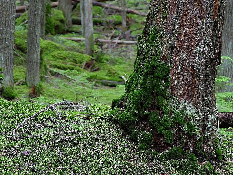 woods, forests, trees, mossy, landscapes, nature, plant, trunk HD wallpaper