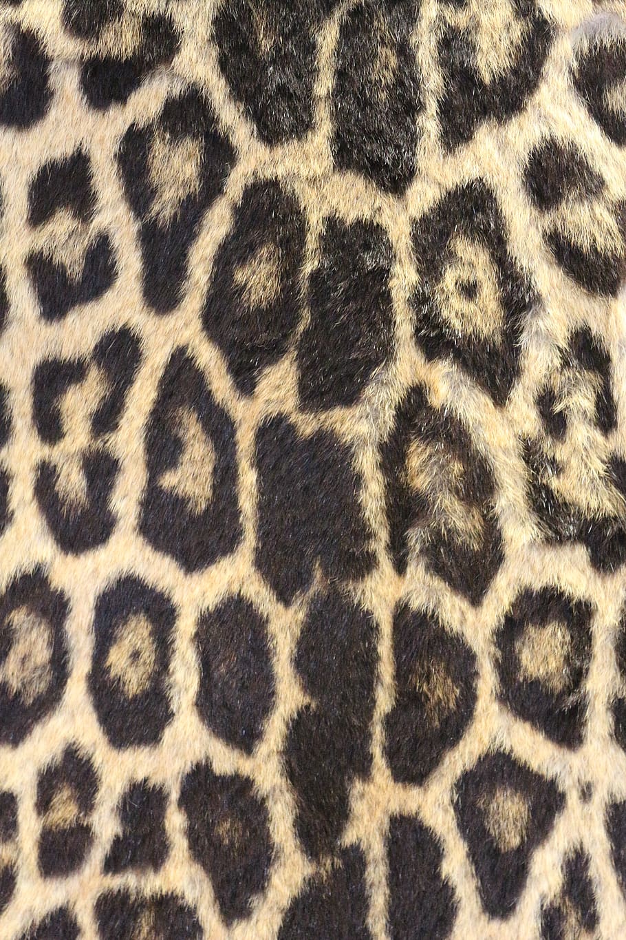 leopard print, leopard skin, bold, wildlife, zoo, safari, africa, HD wallpaper