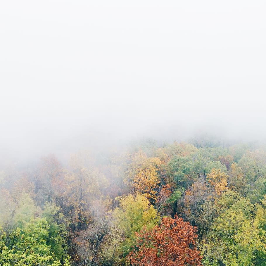 aerial view of trees covered with fog, birds eye view of trees covered with mists HD wallpaper