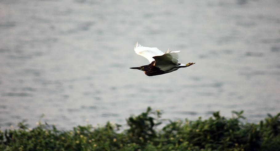 bird, flight, motion, fluttering, wildlife, flying, nature HD wallpaper