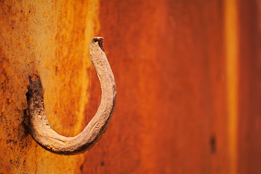 hook, wall, old, no people, animal themes, animal wildlife HD wallpaper
