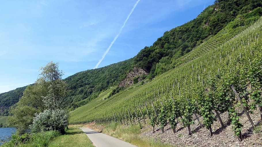 vineyards, vines, wine, grapes, vintage, cycle path, mosel, HD wallpaper