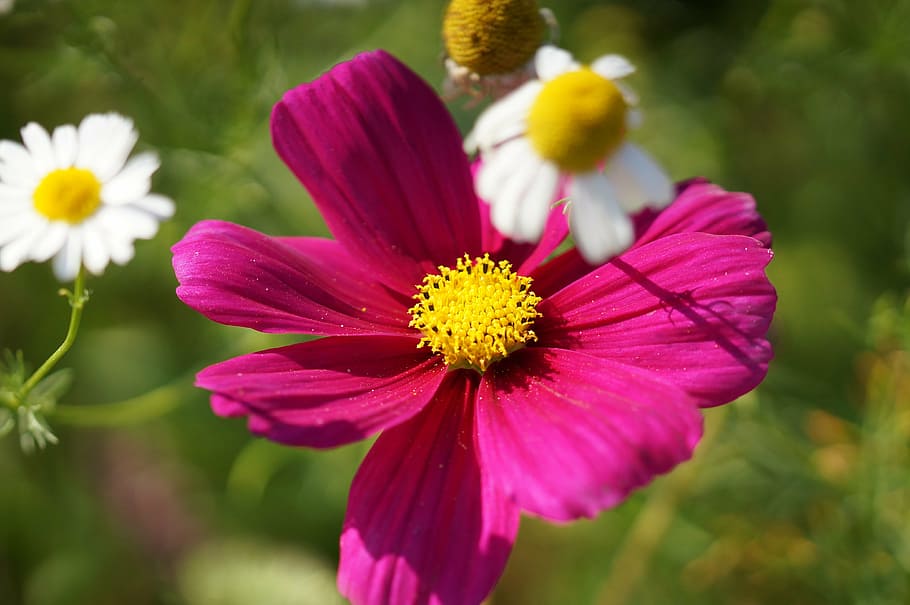 flowers, white, pink, macro, close, wild flower, pointed flower HD wallpaper