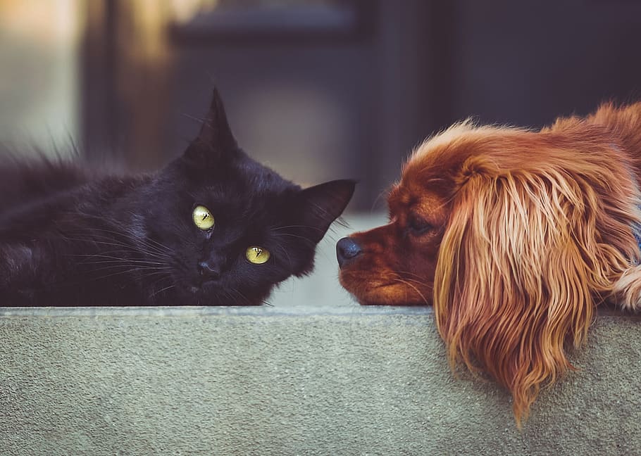 photo of bombay cat and Cavalier King Charles spaniel, dog, pets, HD wallpaper