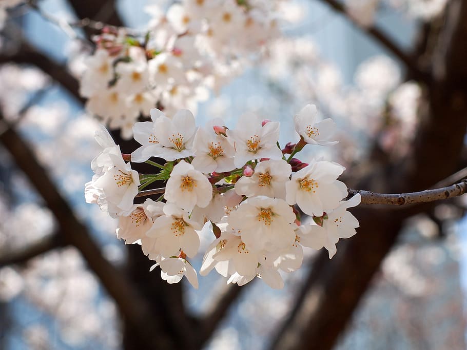 selective focus photography of tree of white petaled flower HD wallpaper