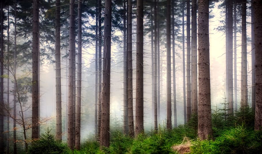 green leafed trees, forest, landscape, woods, sunrise, fog HD wallpaper