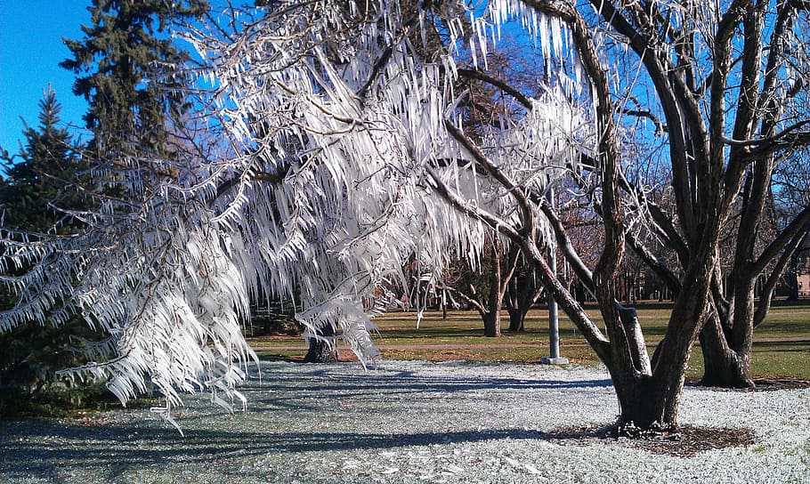 ice, tree, winter, nature, bare tree, snow, no people, cold temperature HD wallpaper