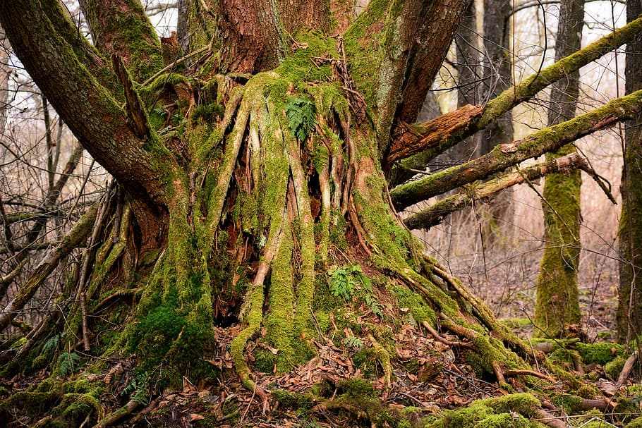 Tree, Root, Old, Tree Root, Nature, Log, plant, mis shapen HD wallpaper