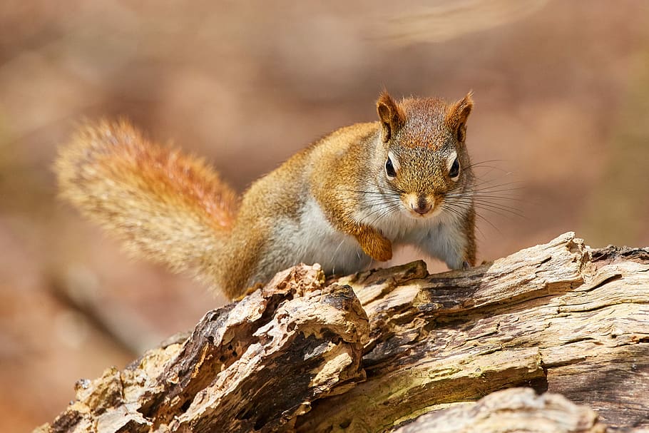 brown squirrel on tree trunk, selective focus photo of brown squirrel HD wallpaper