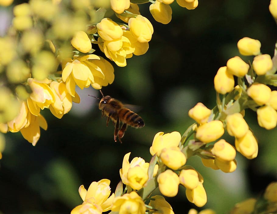 Honey Bee, Flying, Yellow, Flowers, yellow flowers, string HD wallpaper