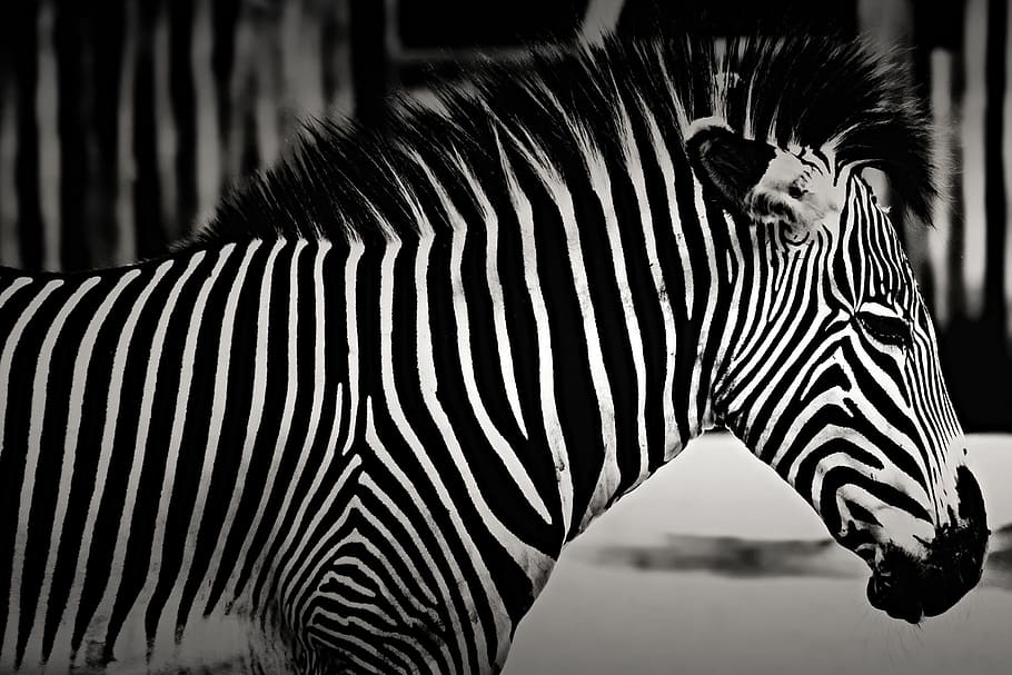 Closeup shot of a zebra, nature, animal, animals, zebras, striped, HD wallpaper