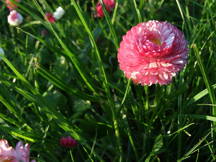 summer, spring, daisy, flower, pink, grass, plant, freshness HD wallpaper
