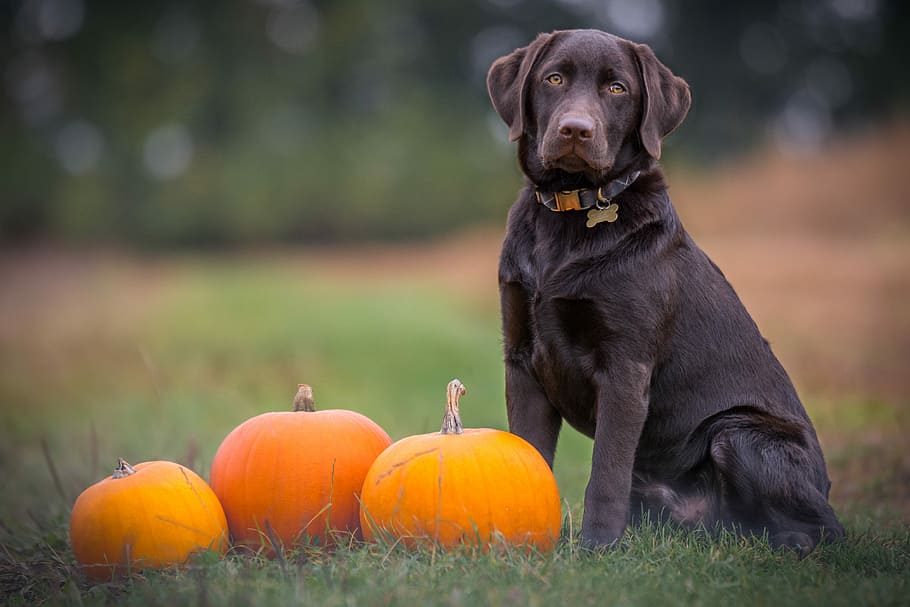 black dog sitting on grass, adult chocolate Labrador retriever sitting near three pumpkins HD wallpaper