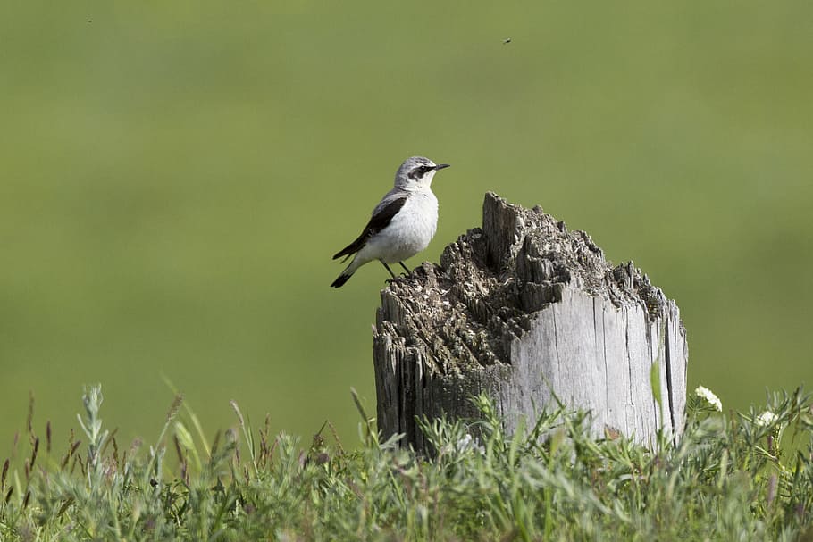 white and black bird standing on brown tree trunk surrounded by green grass, HD wallpaper
