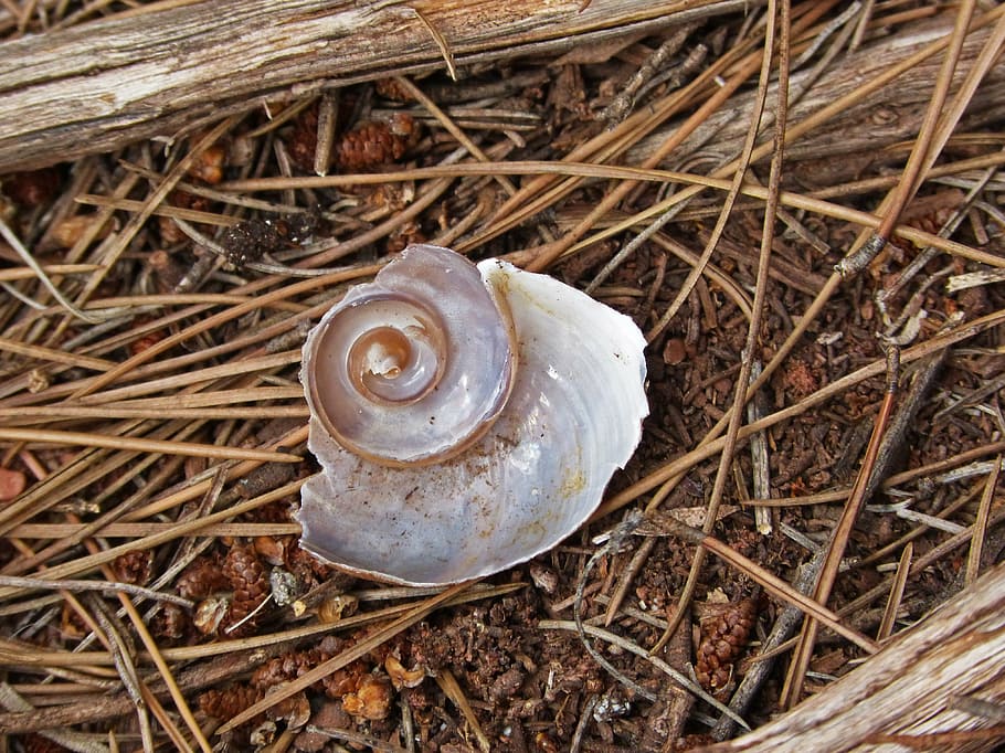 shell, snail, spiral, forest, nature, animal Shell, close-up HD wallpaper