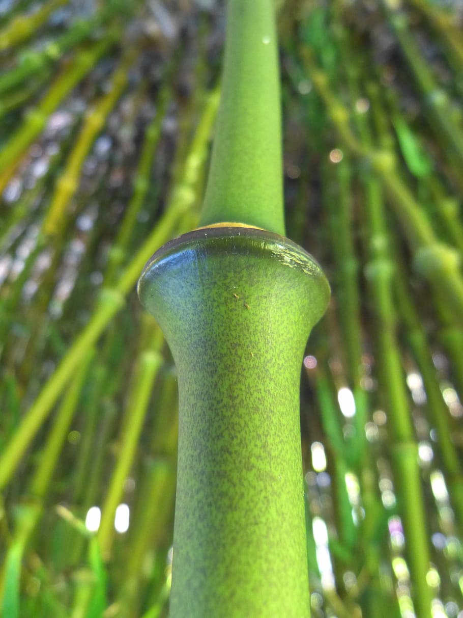 Bamboo, Knot, Node, Stalk, bamboo node, green, bamboo stick HD wallpaper
