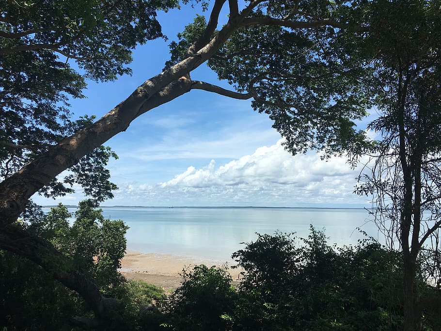 Trees on Beach Against Sky, calm, clouds, daylight, environment HD wallpaper