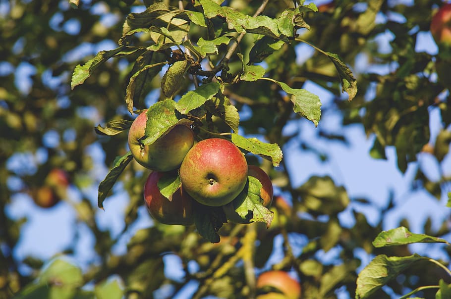 Apple Tree, Apple, Tree, Fruit, Autumn, red, branch, close HD wallpaper