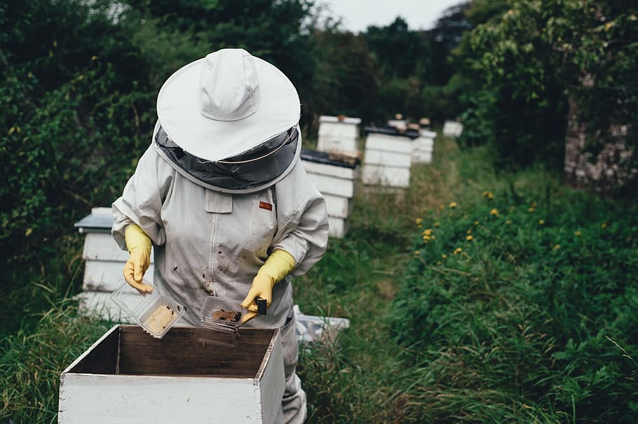 man in white cowboy hat holding clear case, adult, apiary, bee, HD wallpaper