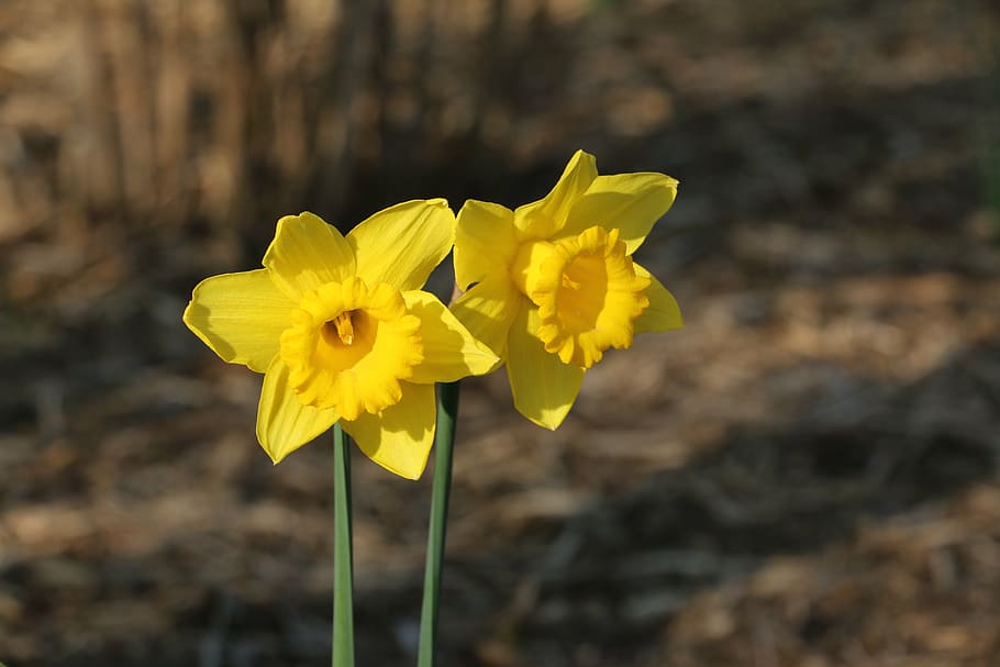 spring, easter lilies, paaslelie, flower, yellow, flowering plant HD wallpaper
