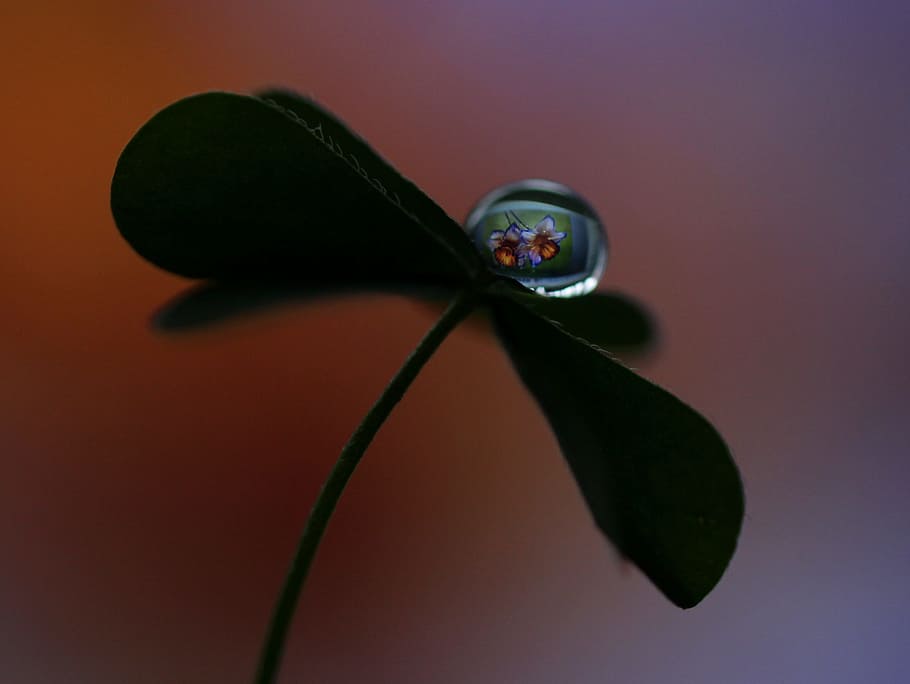 drop, macro, clover, reflection, studio shot, colored background HD wallpaper