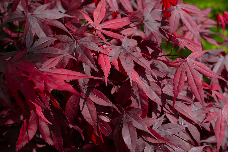 red, maple, japan, leaf, fall, flora, nature, season, plant HD wallpaper