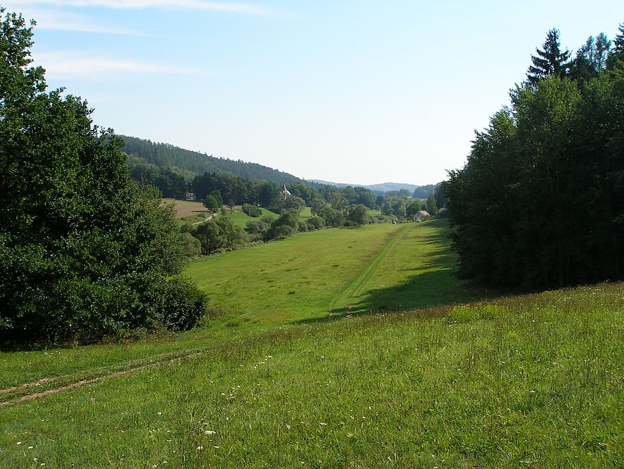 meadow, summer, forest, landscape, nature, plant, tree, grass HD wallpaper