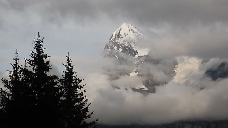 mountains, alps, junfrau, tree, cloud - sky, plant, coniferous tree HD wallpaper