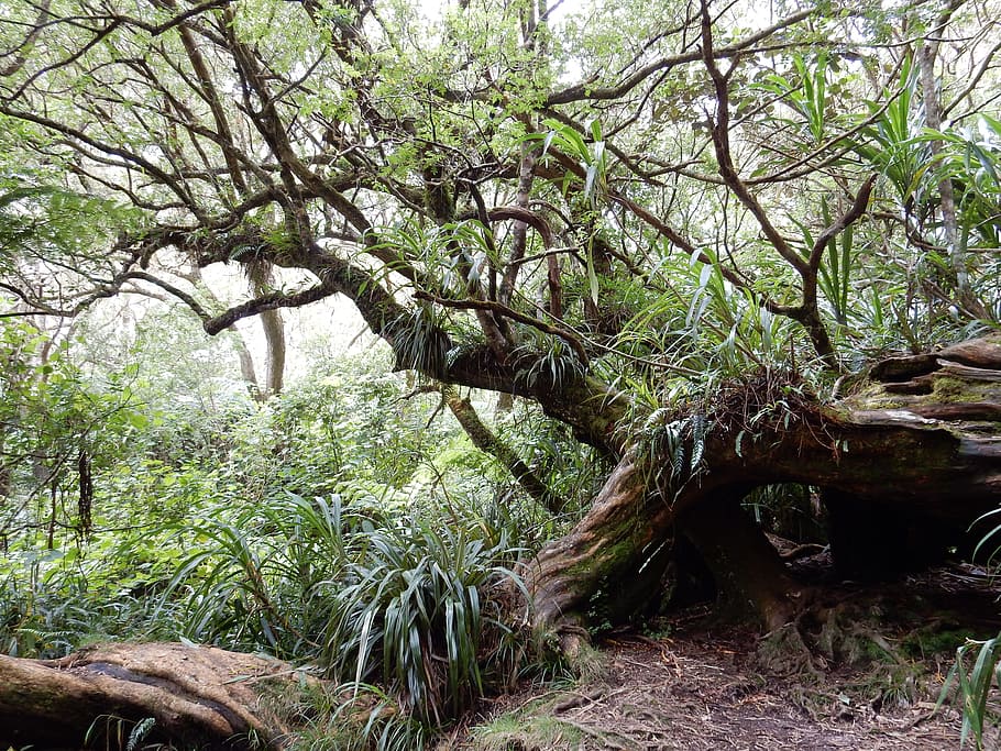 Primary Forest, Hiking, Reunion Island, tree, nature, outdoors, HD wallpaper