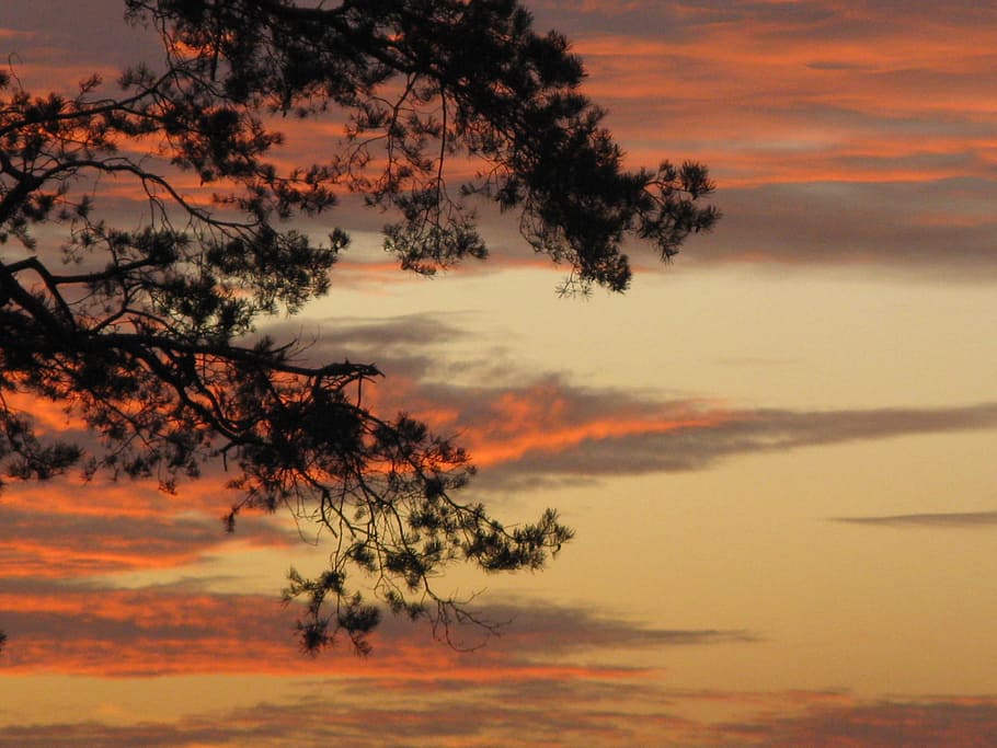autumn, sunset, nature, clouds, tree, west, the sun, sky, cloud - sky HD wallpaper