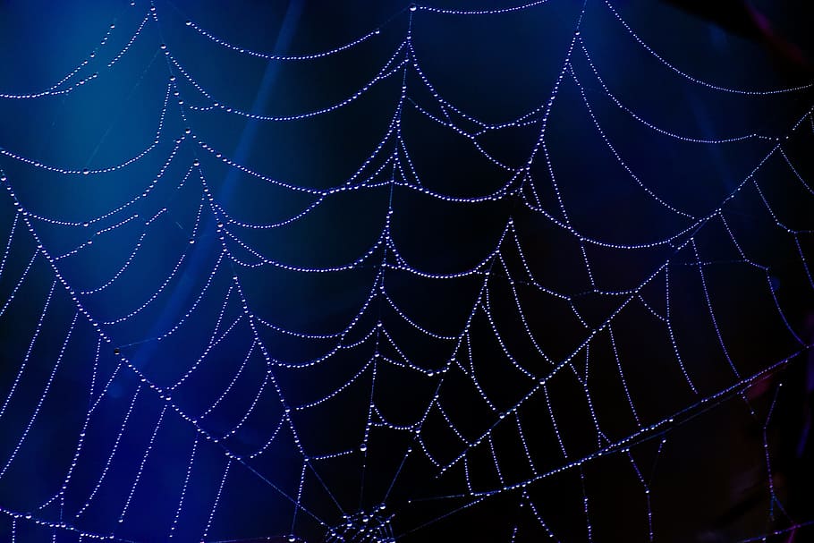 untitled, spider, web, blue, dew, drops, halloween, scary, horror, HD wallpaper