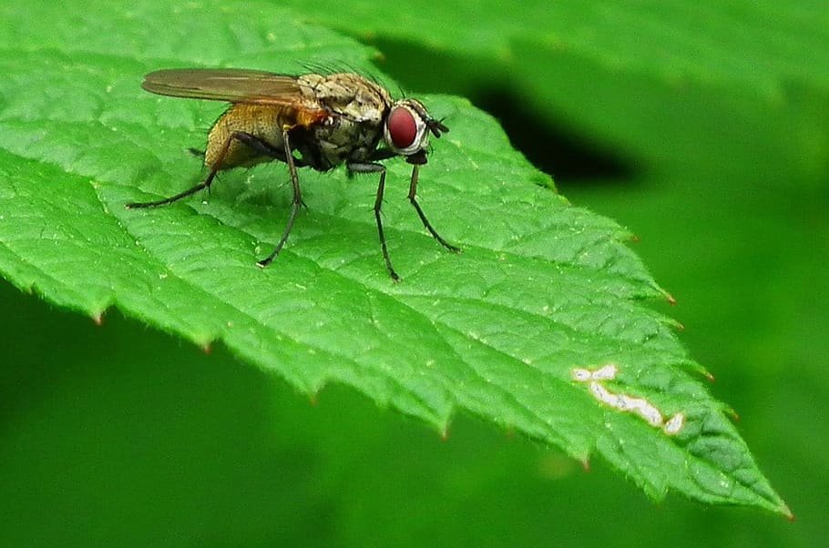 Fly, Insects, Bug, Pest, Vermin, Disease, macro, sitting, leaf HD wallpaper