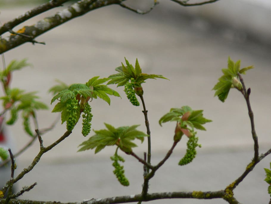 bloom, tree, spring, plant, growth, plant part, leaf, nature HD wallpaper