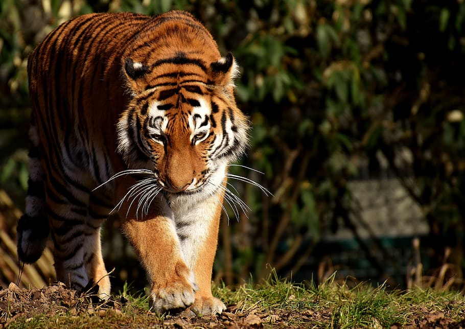 photo of tiger, cat, predator, wildcat, dangerous, big cat HD wallpaper