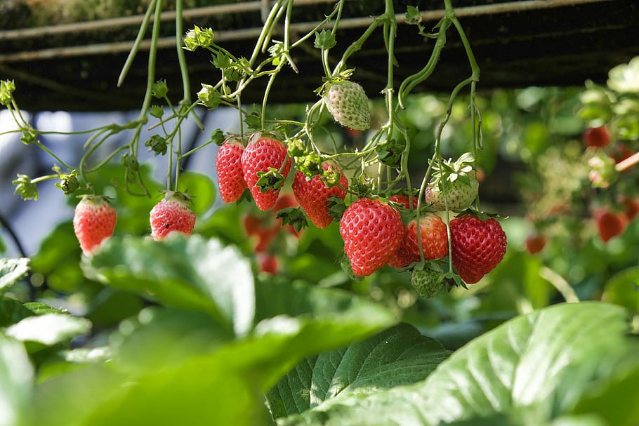strawberries in shallow focus, strawberry vine selective focus photography, HD wallpaper