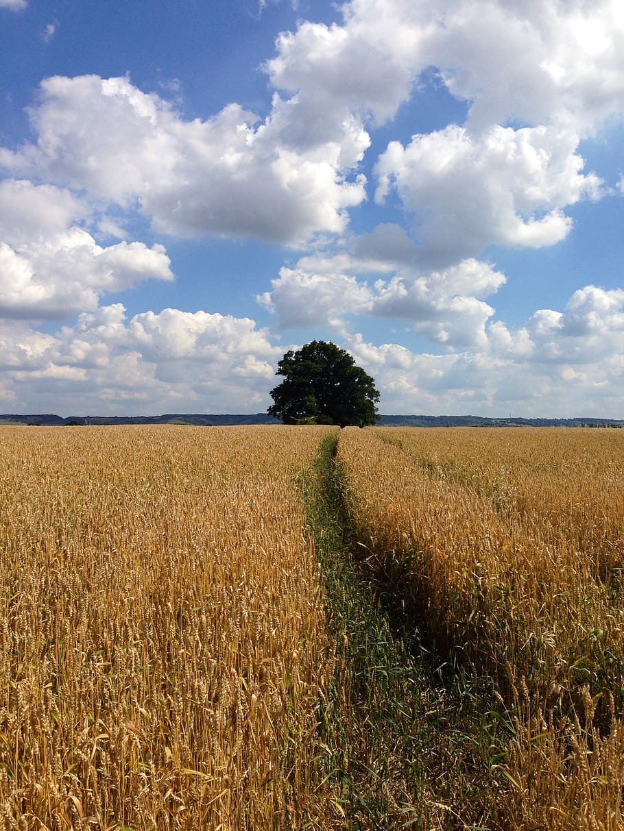 corn, field, clouds, tree, corn field, agriculture, crop, track HD wallpaper