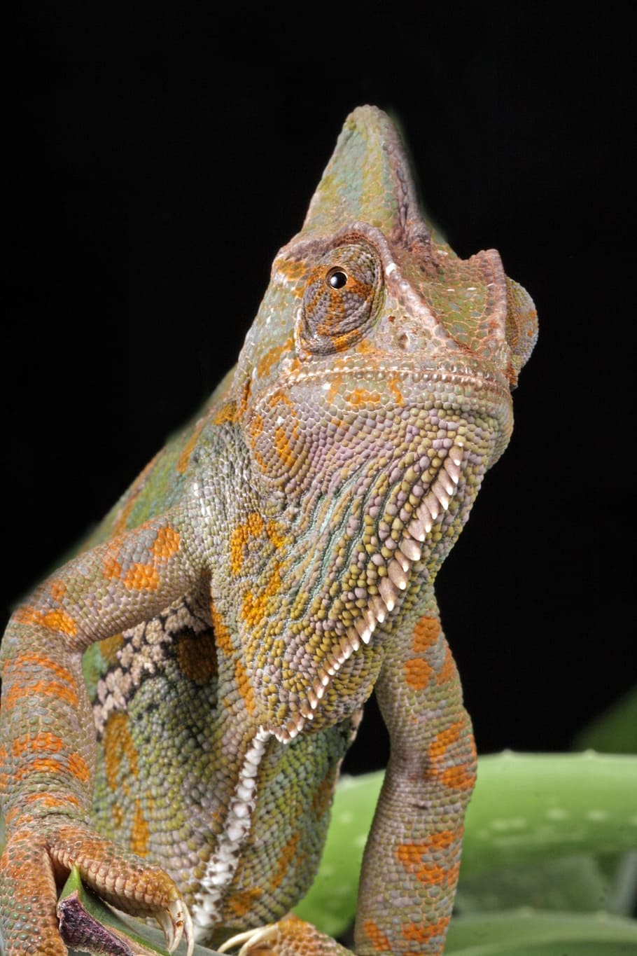 chameleon, macro, portrait, close-up, details, yemen chameleon HD wallpaper
