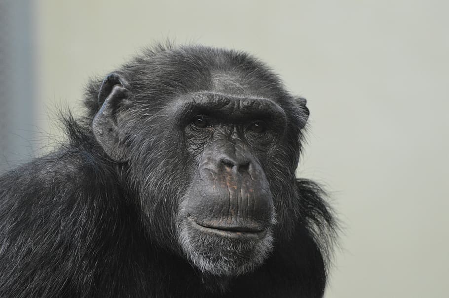 black primate photograph, monkey, animals, chimpanzee, zoo HD wallpaper