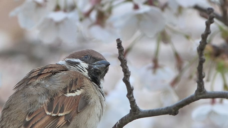 bird, sakura, spring, cherry blossom, bloom, tree, pink, flowers HD wallpaper