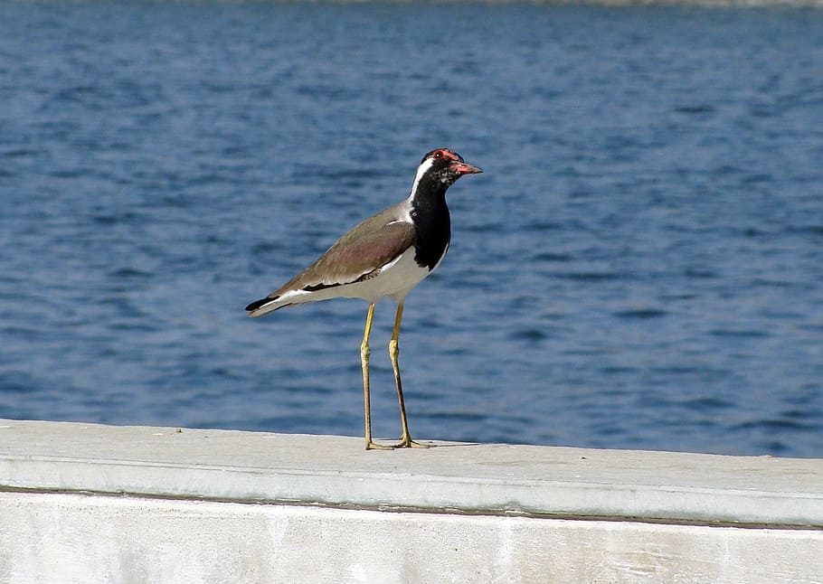bird, riverfront, waterfront, lapwing, redwattled, avian, species HD wallpaper
