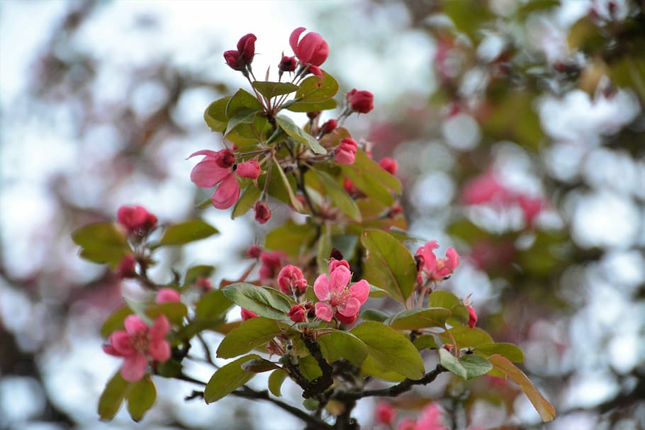 tree, branch, flower, nature, season, plant, at the court of HD wallpaper