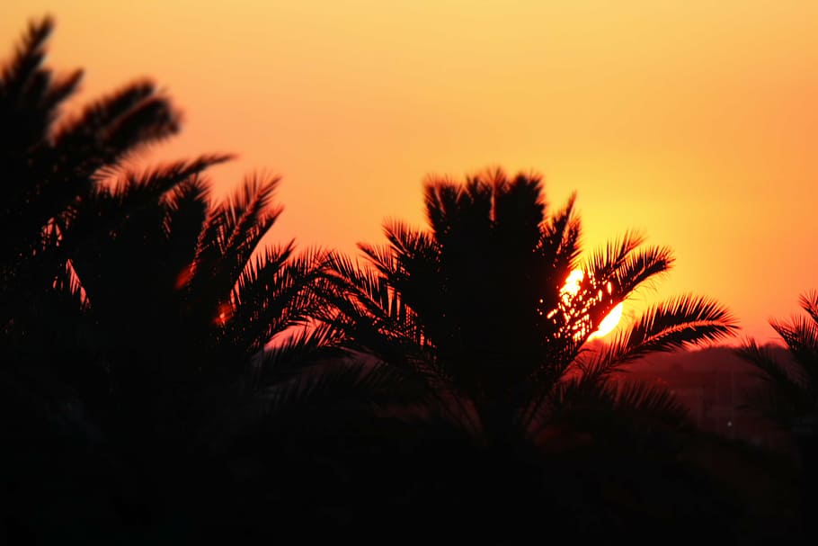 trees, sunset, orange, nature, iraq, date palm, sky, silhouette, HD wallpaper