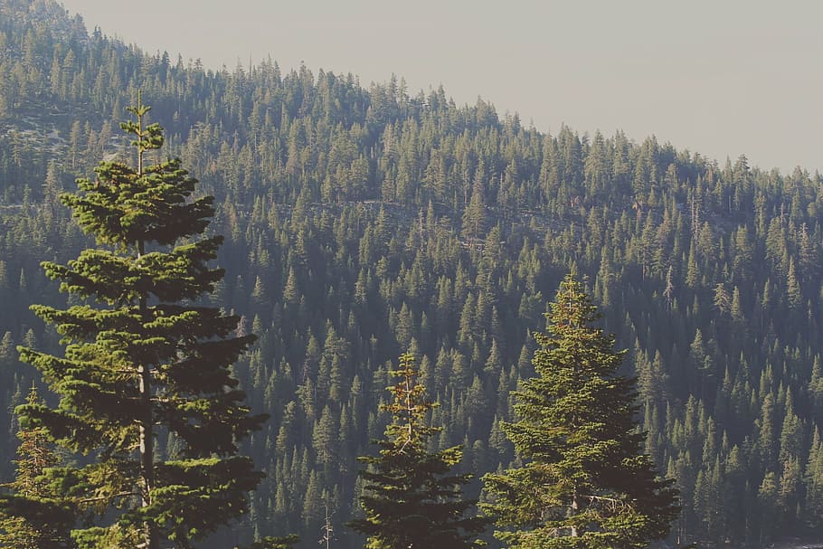 trees, forest, nature, woods, green, plant, beauty in nature HD wallpaper